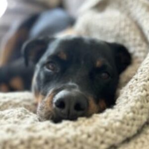 Profile photo of Josh