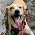 Cathy Anthofer-Fialon