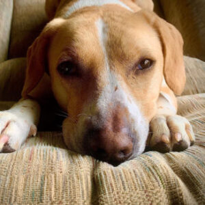 Group logo of "The Pack" — Duncan's Pack's founding member group